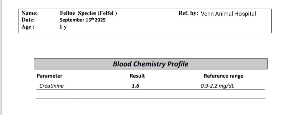 Felfel After Treatment