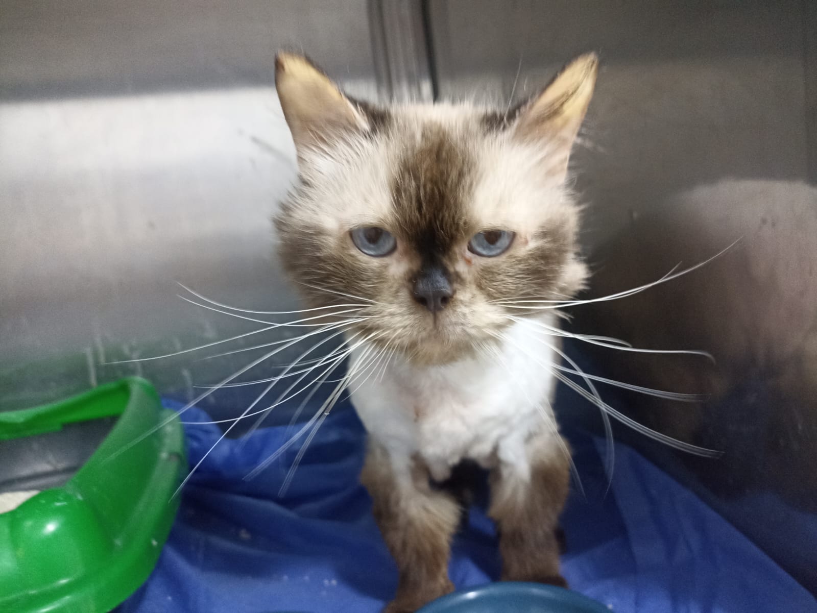 Hershe After Treatment