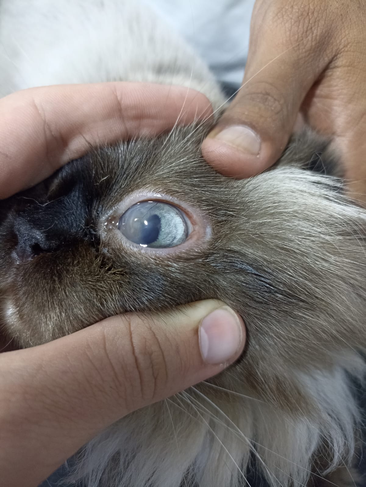 Twixie After Treatment