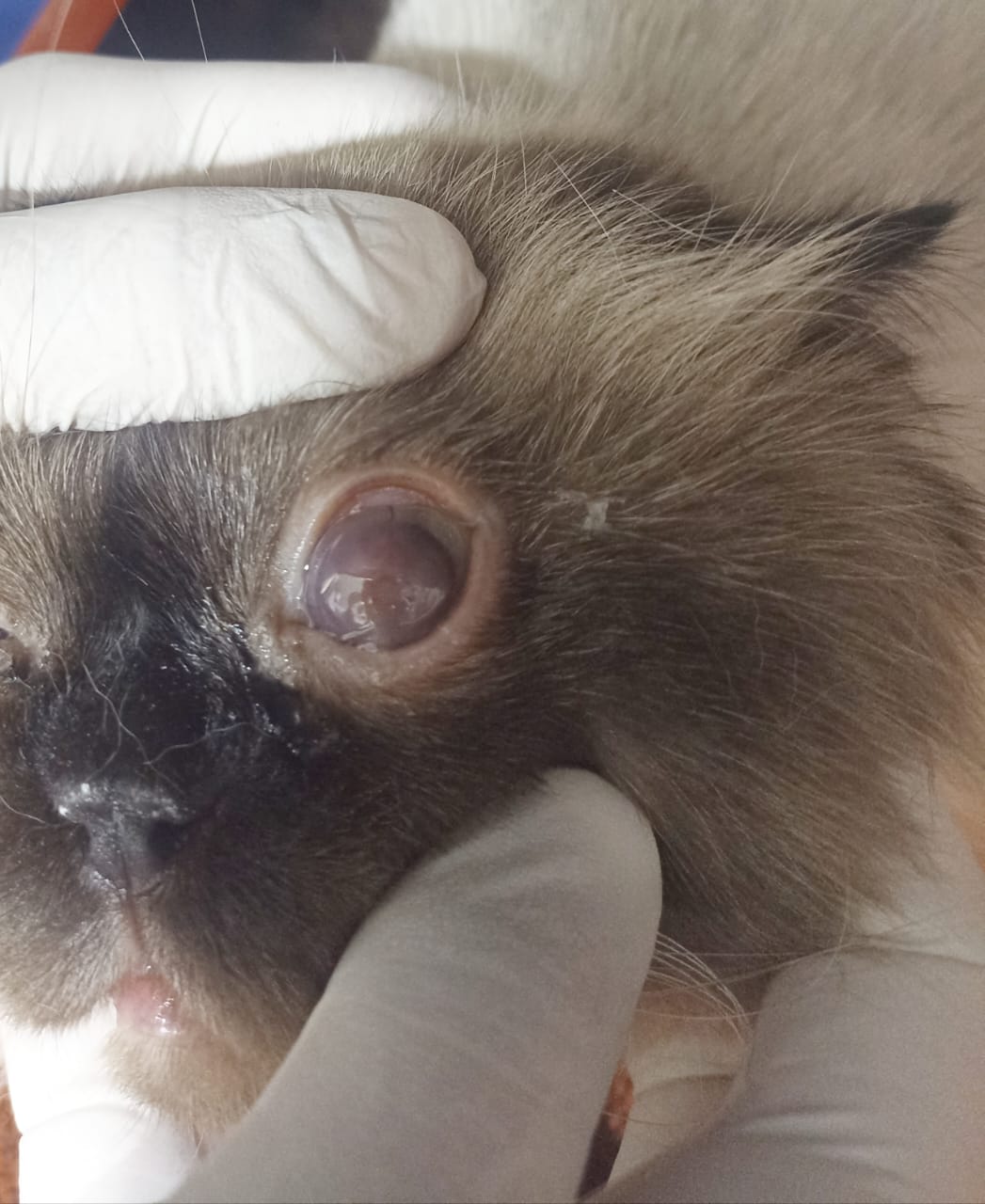 Twixie Before Treatment