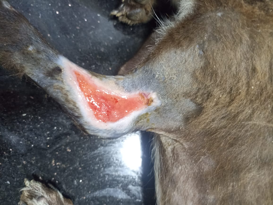 Stray Puppy After Treatment