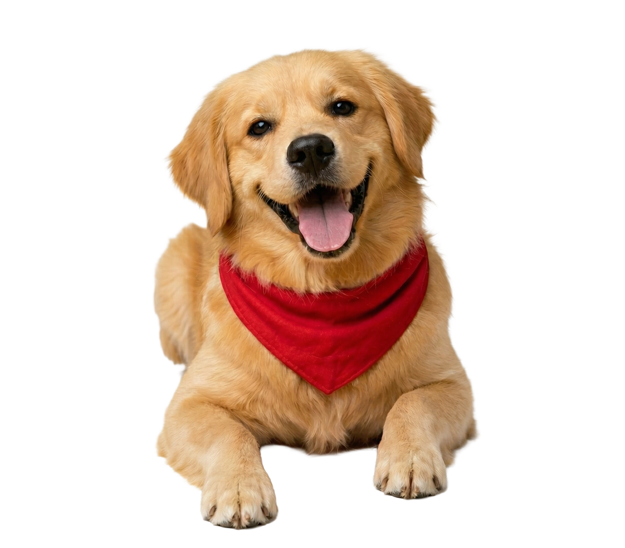 Venny — Golden Retriever Mascot
